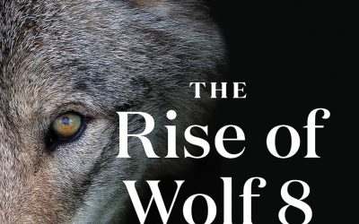 “The Alpha Wolves of Yellowstone”